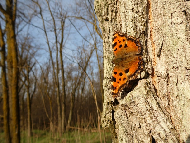 Parco del Ticino 10.3.13 : le prime...